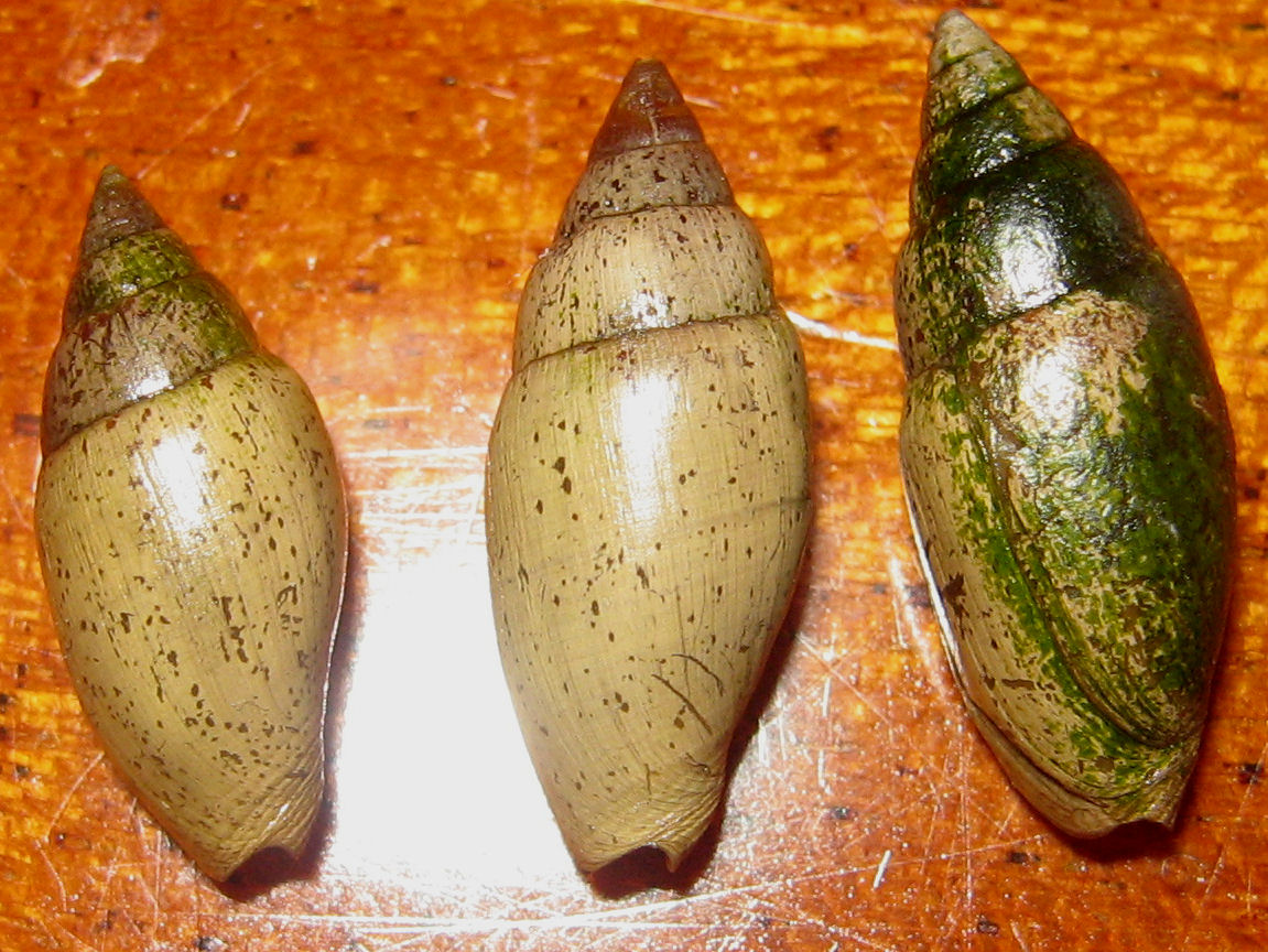 mitra cornicula